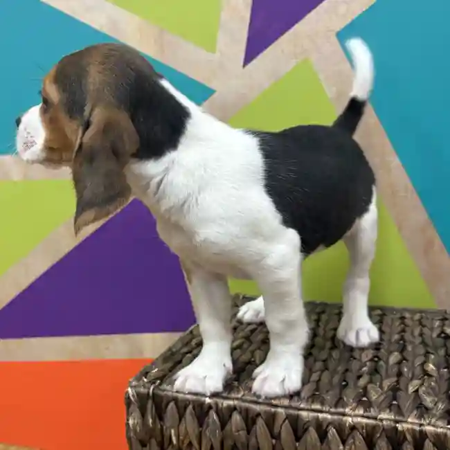 Female Beagle puppy named Phoebe for sale at Petland Wichita West.