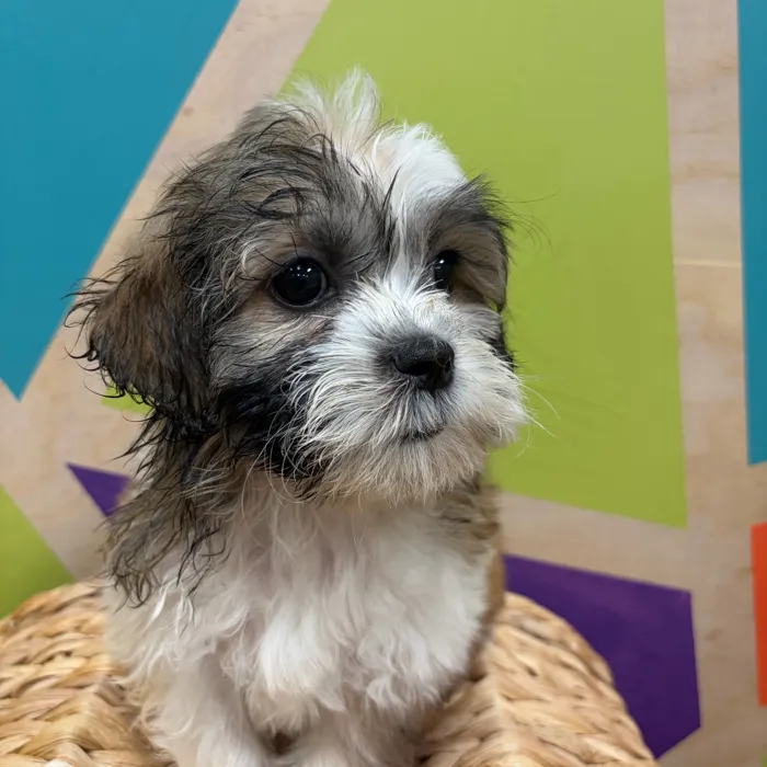 Female Teddy Bear puppy named Tanya for sale at Petland Wichita West.