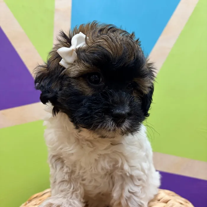 Female Daisy Dog puppy named Olene for sale at Petland Wichita West.