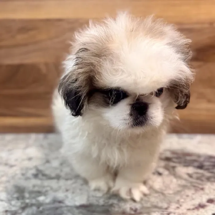 Male Pekingese puppy named Earl for sale at Petland Rogers.
