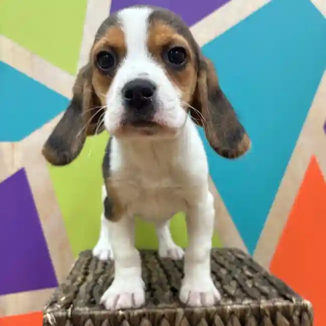 Female Beagle puppy named Phoebe for sale at Petland Wichita West.