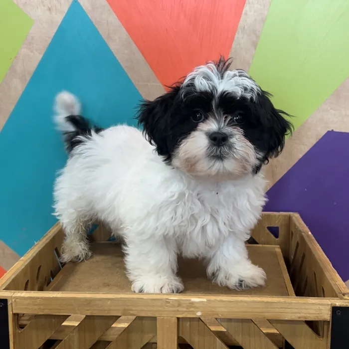 Male Shipoo puppy named Checkers for sale at Petland Joplin.