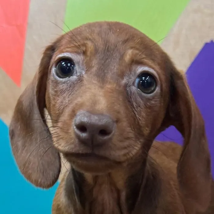 Female Dachshund puppy named Sas for sale at Petland Joplin.