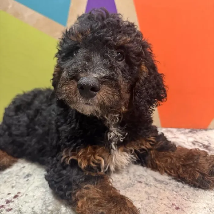 Male Moyen Poodle puppy named Moe for sale at Petland Fayetteville.