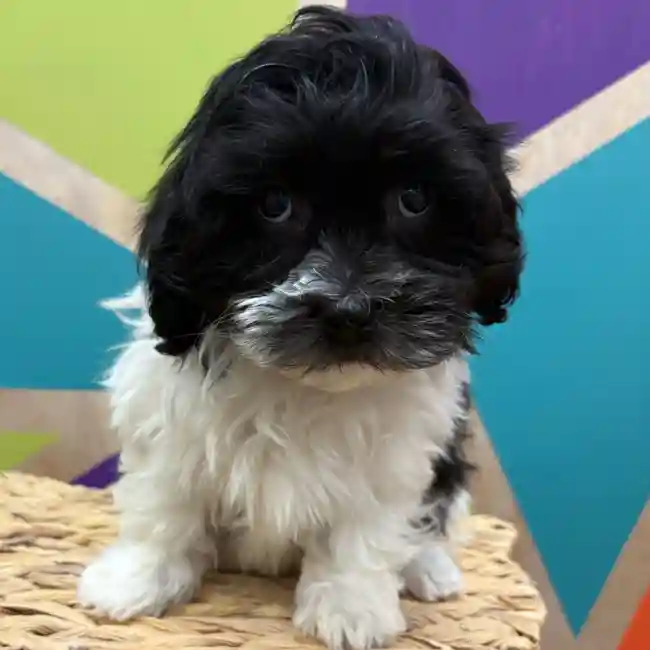 Male Havanese puppy named Javier for sale at Petland Wichita West.