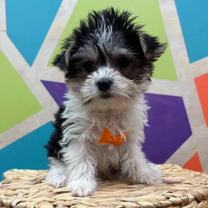 Male Biewer Yorkshire Terrier puppy named Stanley for sale at Petland Wichita West.