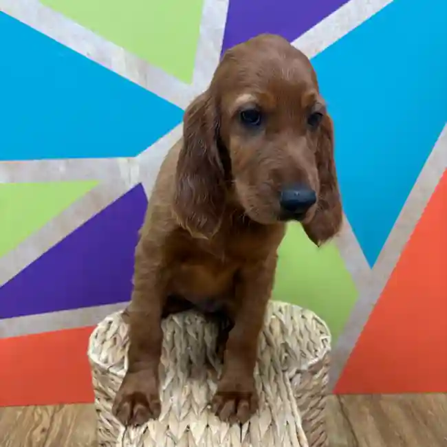 Female Irish Setter puppy named Scarlett for sale at Petland Wichita West.