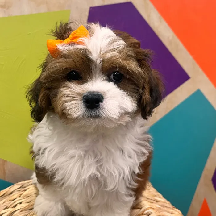 Female Shipoo puppy named Peggy for sale at Petland Wichita West.
