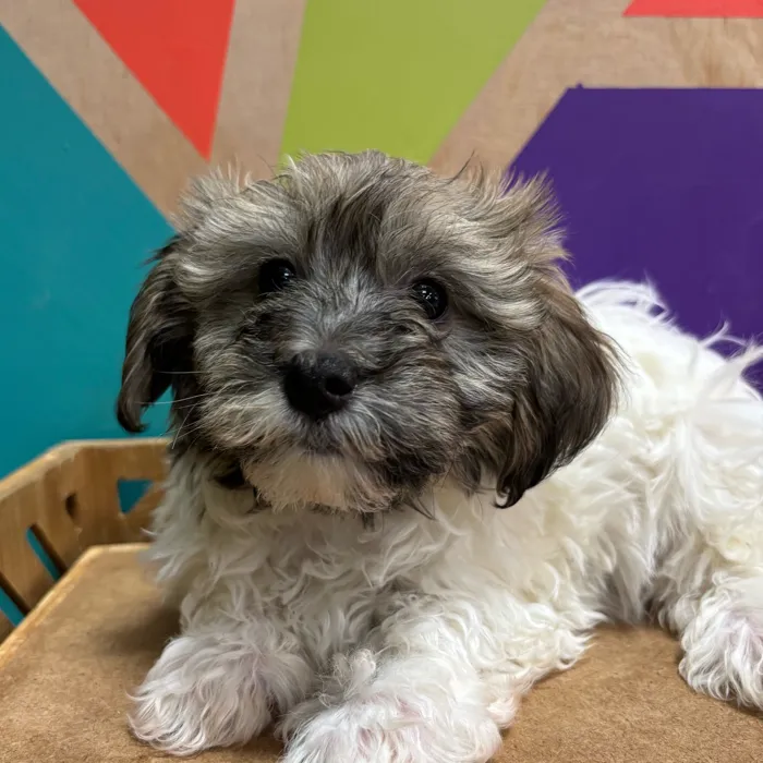 Male Havanese puppy named Harold for sale at Petland Joplin.