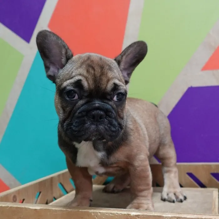 Male French Bulldog puppy named Gregory for sale at Petland Wichita West.