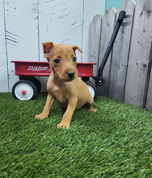 Female Min Pin puppy for sale at Petland Joplin.