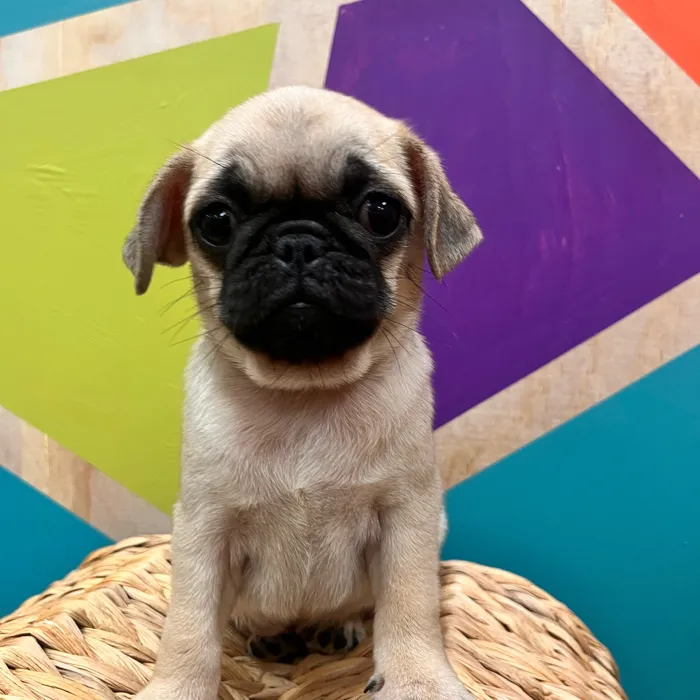 Female Pug puppy named Paisley for sale at Petland Wichita West.
