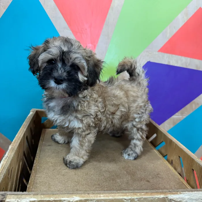 Female Maltipoo puppy named Myla for sale at Petland Joplin.