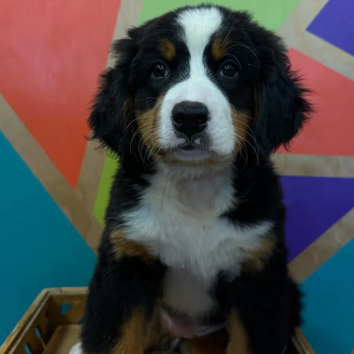 Female Bernese Mountain Dog puppy named Miriam for sale at Petland Joplin.