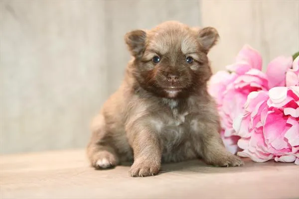 Female Pomeranian puppy named Lucy for sale at Petland Wichita West.