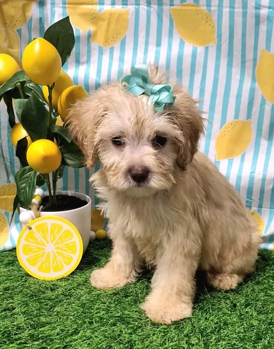 Female Hybrid puppy for sale at Petland Wichita West.