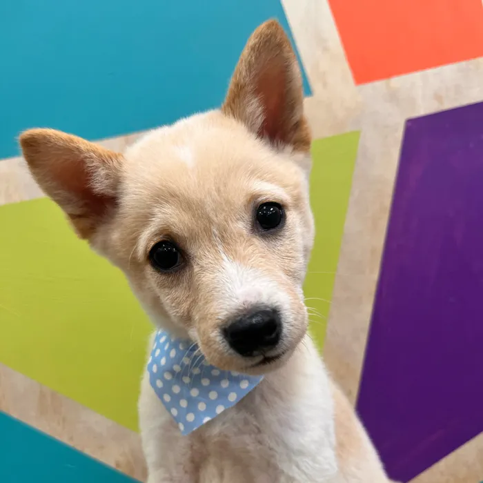Male Shiba Inu puppy named Bingo for sale at Petland Wichita West.