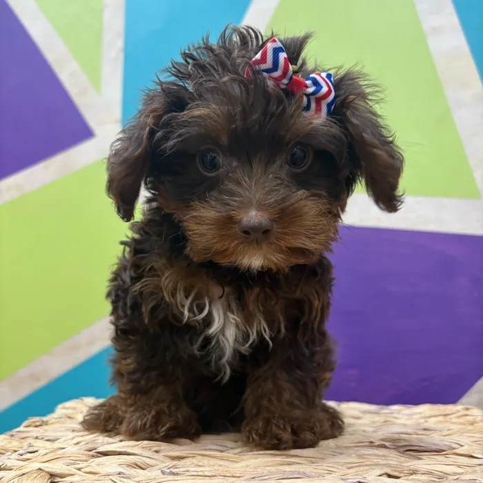 Male Toy Yorkie-Poo puppy named Chocolate Tony for sale at Petland Wichita West.