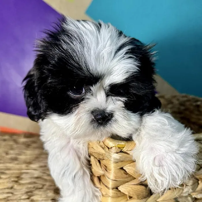 Female Shih Tzu puppy named Kori for sale at Petland Fayetteville.