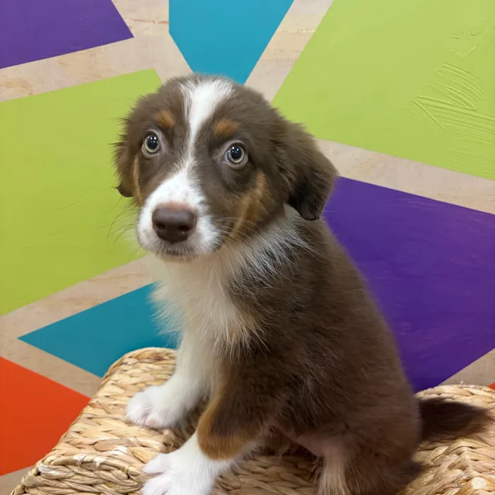 Female Mini Aussie puppy named Ally for sale at Petland Wichita West.