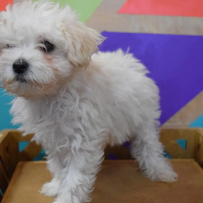Female Maltipoo puppy named Marsha for sale at Petland Joplin.