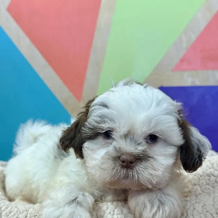 Male Shih Tzu puppy named Oakley for sale at Petland Joplin.