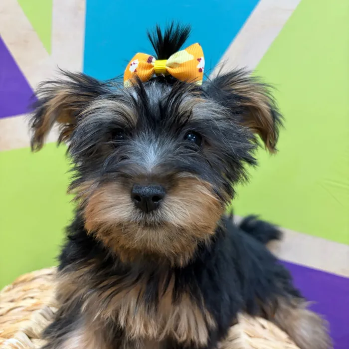 Female Silky Terrier puppy named Scarlet for sale at Petland Wichita West.