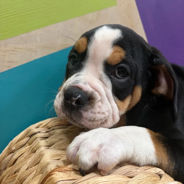 Female Mini Bulldog puppy named Lottie for sale at Petland Wichita West.