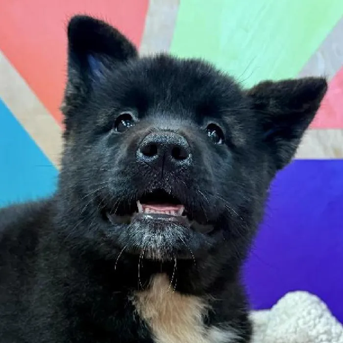 Female Akita puppy named Anushka for sale at Petland Joplin.