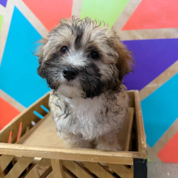 Female Maltipoo puppy named Myla for sale at Petland Joplin.