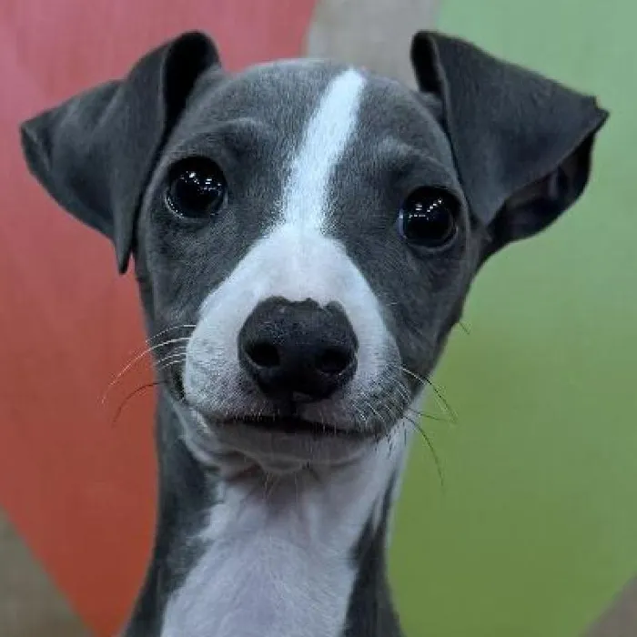 Female Italian Greyhound puppy named Gigi for sale at Petland Rogers.