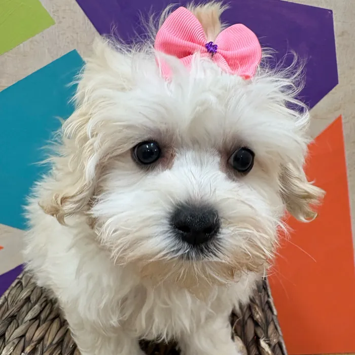 Female Maltipoo puppy named Marsha for sale at Petland Wichita West.