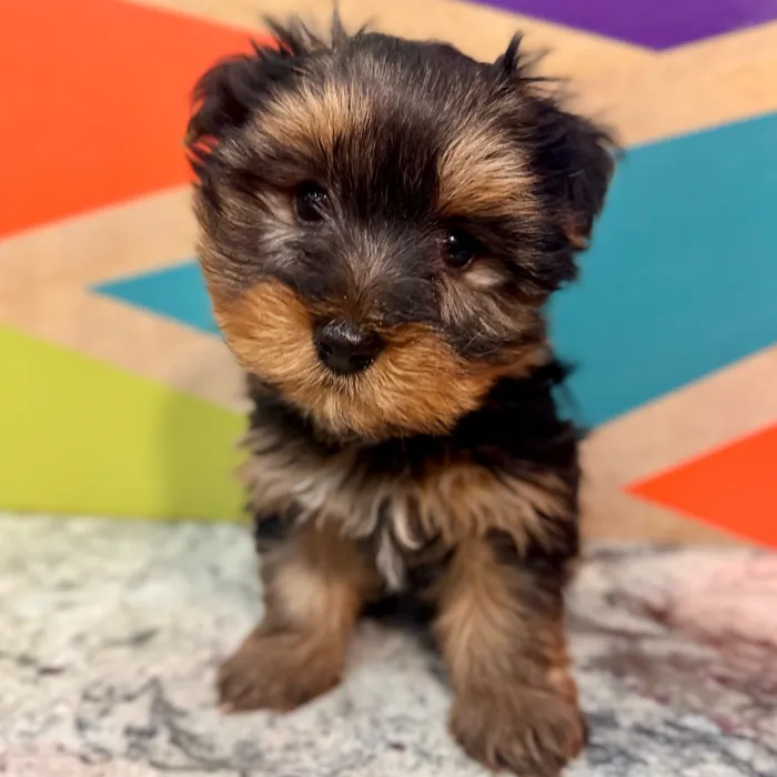 Male Yorkie puppy named Norris for sale at Petland Rogers.