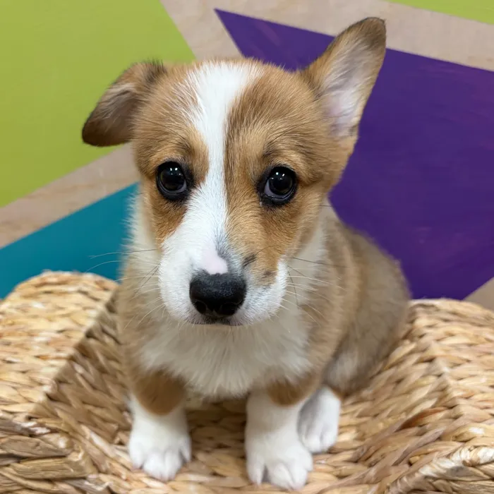 Female Pembroke Welsh Corgi puppy named Crouton for sale at Petland Wichita West.