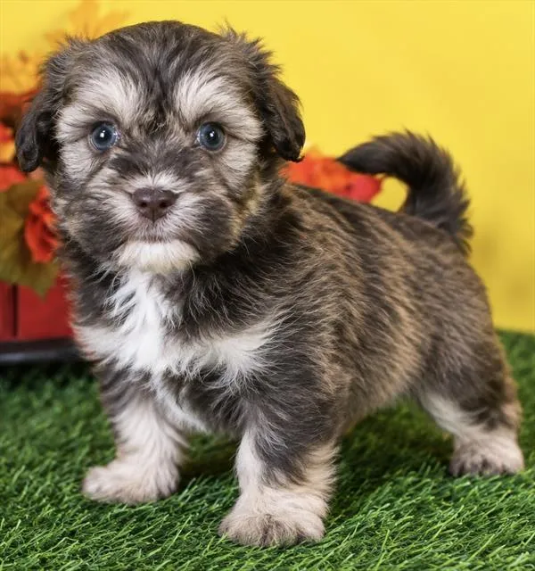Male Shipoo puppy named Darnell for sale at Petland Wichita West.