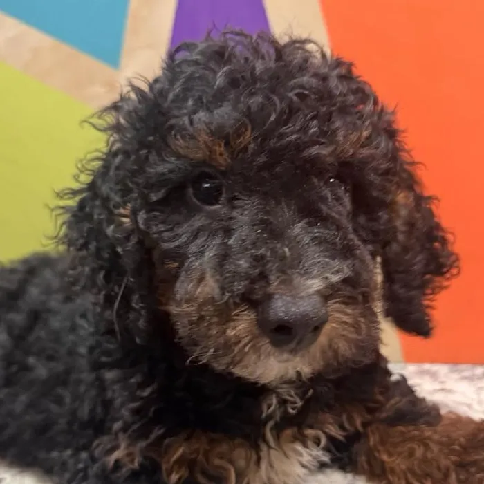 Male Moyen Poodle puppy named Moe for sale at Petland Fayetteville.