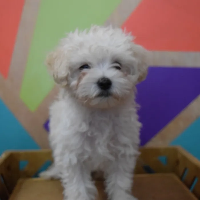 Female Maltipoo puppy named Marsha for sale at Petland Joplin.
