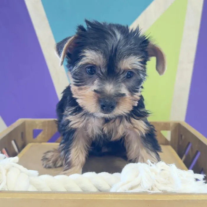 Female Yorkie puppy named Sprinkles for sale at Petland Fayetteville.