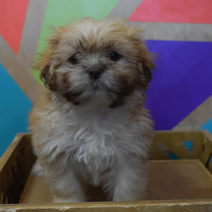 Male Shih Tzu puppy named Bixby for sale at Petland Joplin.