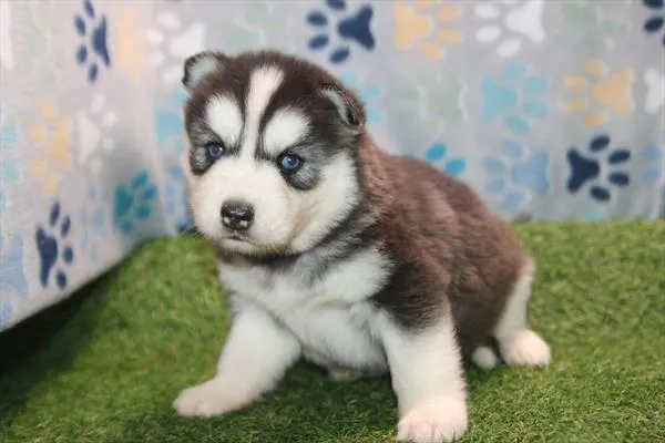 Female Siberian Husky puppy named Hulk for sale at Petland Rogers.