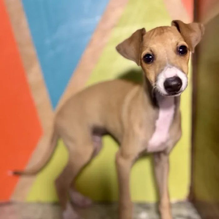Male Italian Greyhound puppy named Gusano for sale at Petland Fayetteville.