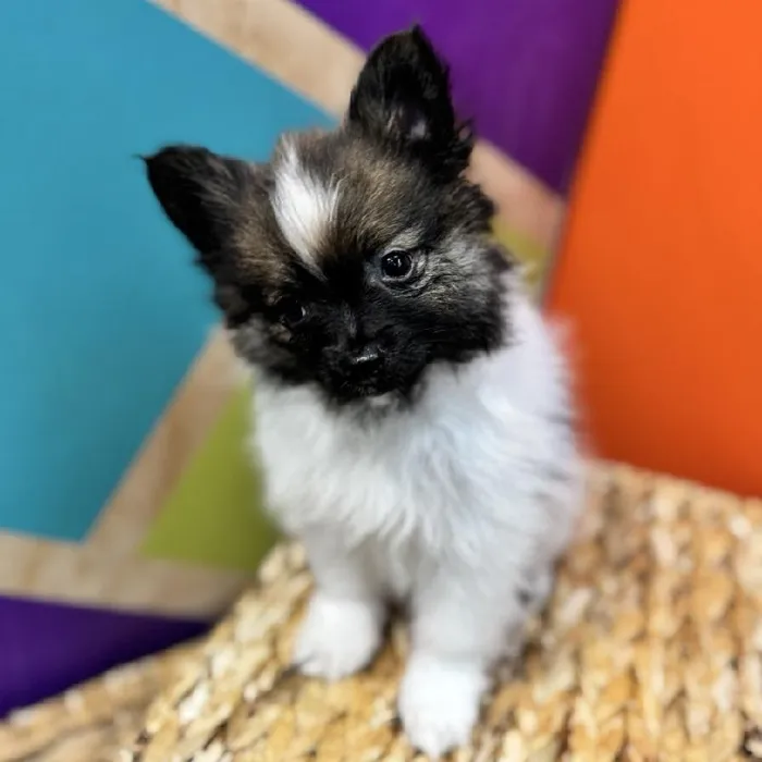 Male Pomeranian puppy named Porter for sale at Petland Joplin.