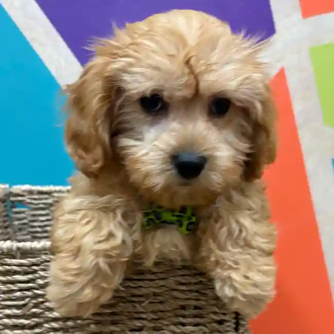 Male Cavapoo puppy named Tobias for sale at Petland Wichita West.