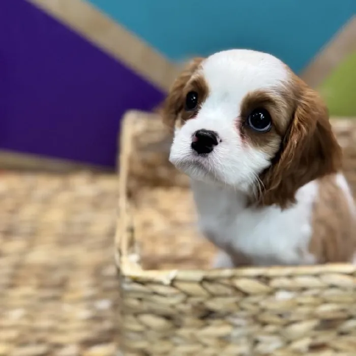 Female Cavalier King Charles Spaniel puppy named Kardi for sale at Petland Rogers.
