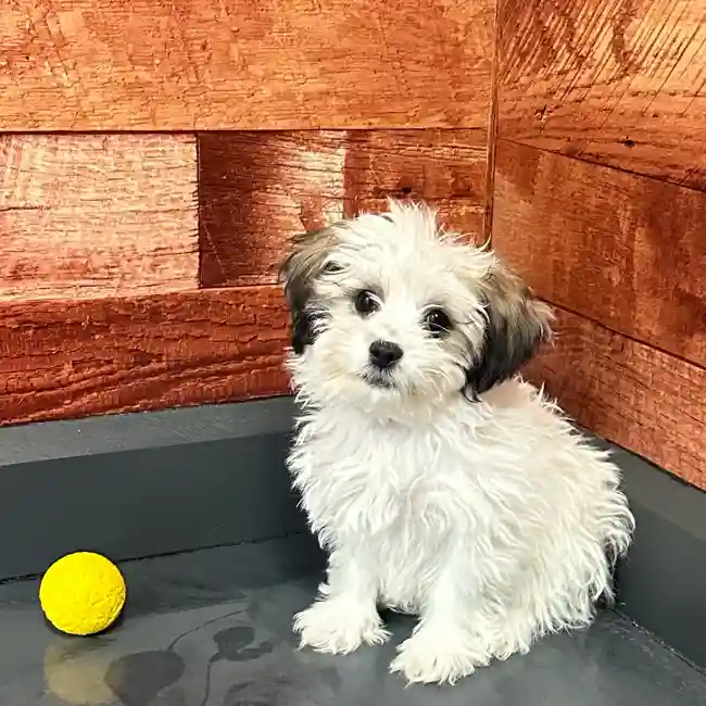 Female Teddy Bear puppy named Zoey for sale at Petland Fayetteville.