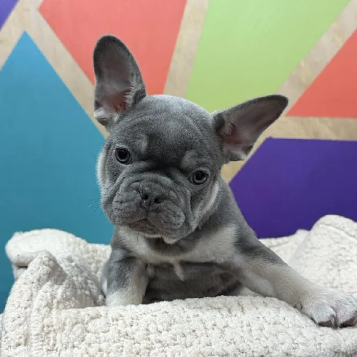 Male French Bulldog puppy named Roe for sale at Petland Joplin.