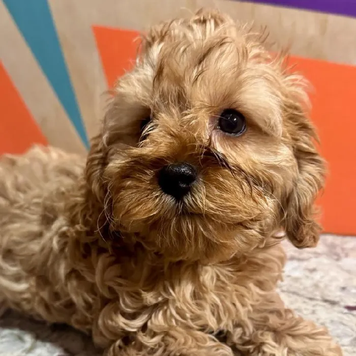 Male Cavapoo puppy named Henry for sale at Petland Fayetteville.