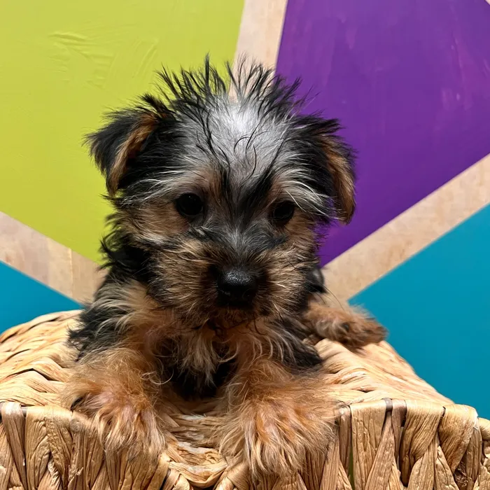 Male Morkie puppy named Meatloaf for sale at Petland Wichita West.