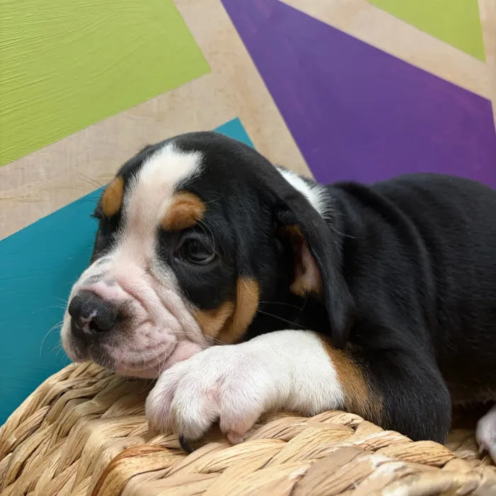 Female Mini Bulldog puppy named Lottie for sale at Petland Wichita West.