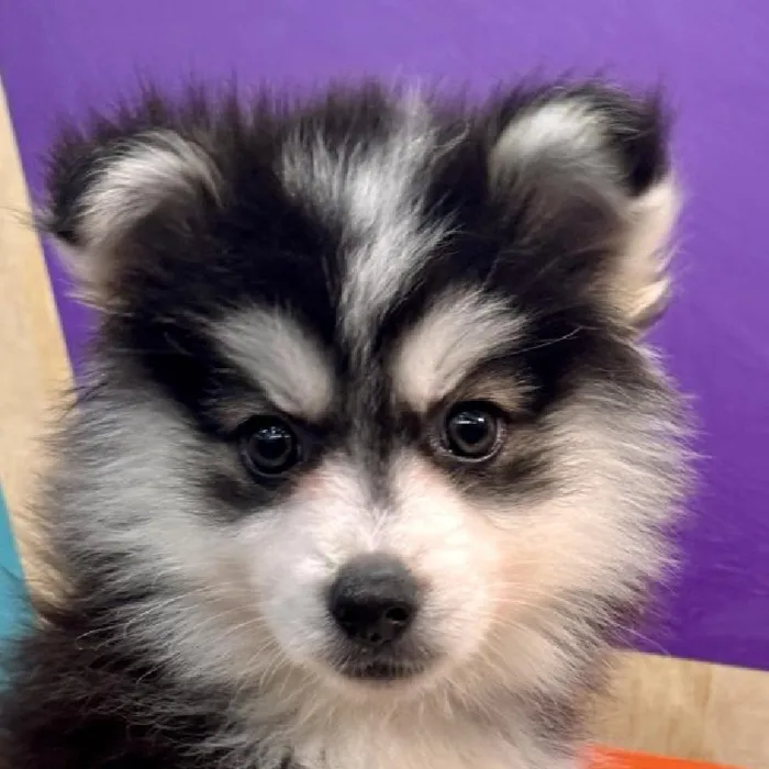 Male Pomsky puppy named Plum for sale at Petland Rogers.